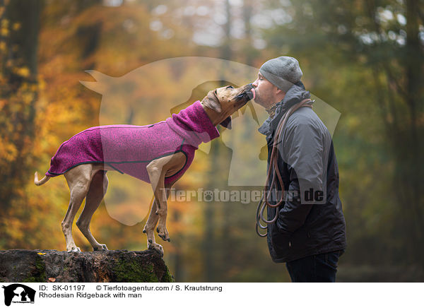 Rhodesian Ridgeback mit Mann / Rhodesian Ridgeback with man / SK-01197