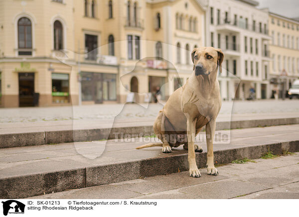 sitzender Rhodesian Ridgeback / sitting Rhodesian Ridgeback / SK-01213