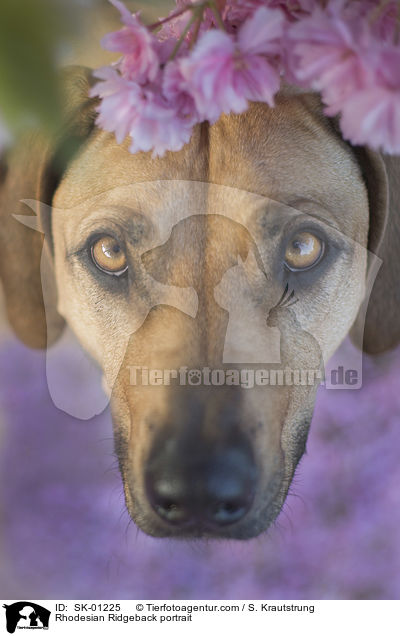 Rhodesian Ridgeback Portrait / Rhodesian Ridgeback portrait / SK-01225