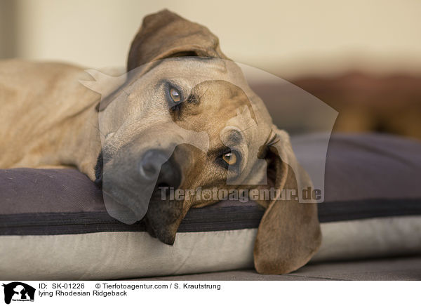 liegender Rhodesian Ridgeback / lying Rhodesian Ridgeback / SK-01226