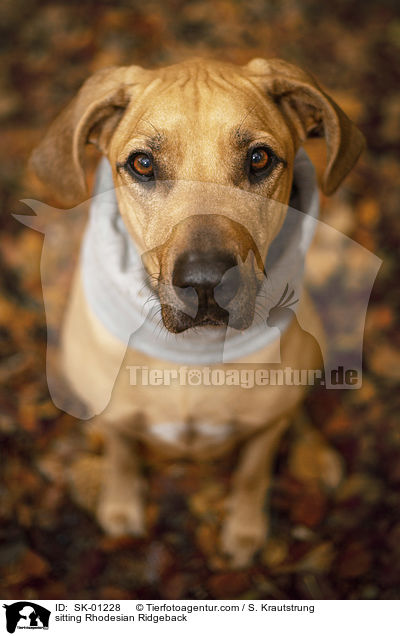 sitzender Rhodesian Ridgeback / sitting Rhodesian Ridgeback / SK-01228