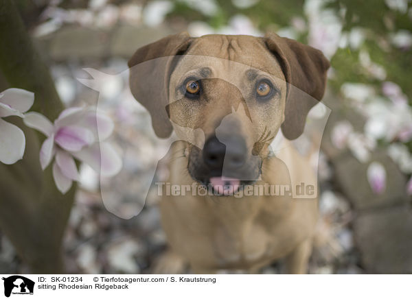 sitzender Rhodesian Ridgeback / sitting Rhodesian Ridgeback / SK-01234