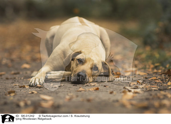 liegender Rhodesian Ridgeback / lying Rhodesian Ridgeback / SK-01242