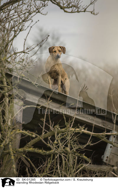 stehender Rhodesian Ridgeback / standing Rhodesian Ridgeback / SK-01285