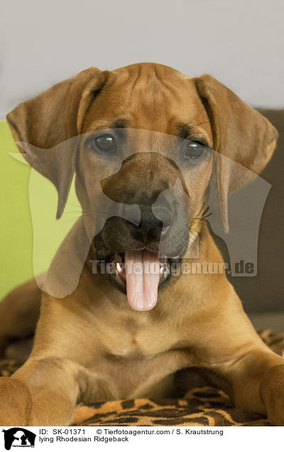 liegender Rhodesian Ridgeback / lying Rhodesian Ridgeback / SK-01371