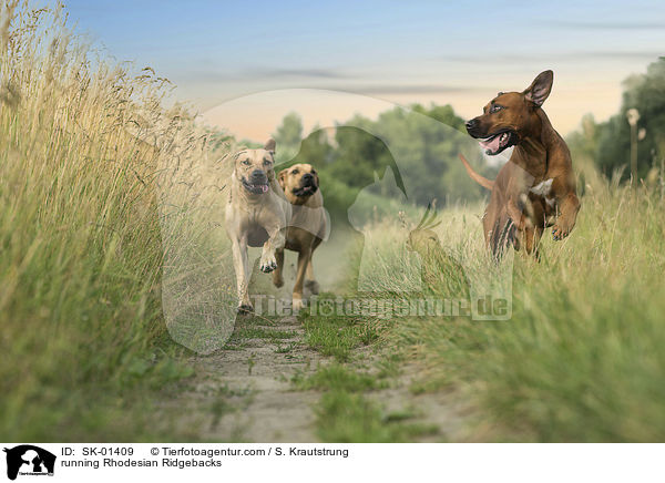 rennende Rhodesian Ridgebacks / running Rhodesian Ridgebacks / SK-01409