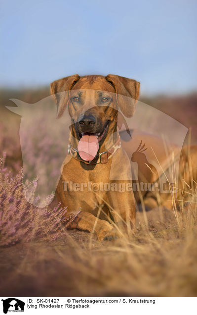 liegender Rhodesian Ridgeback / lying Rhodesian Ridgeback / SK-01427