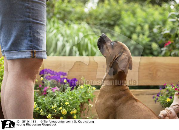 junger Rhodesian Ridgeback / young Rhodesian Ridgeback / SK-01433