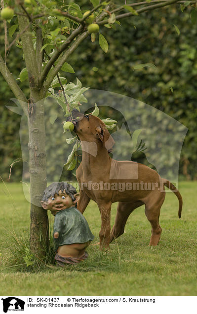 stehender Rhodesian Ridgeback / standing Rhodesian Ridgeback / SK-01437