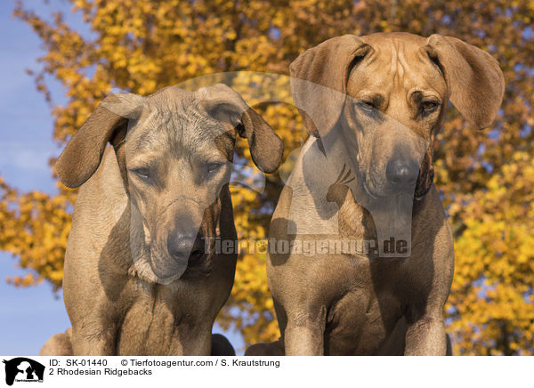 2 Rhodesian Ridgebacks / 2 Rhodesian Ridgebacks / SK-01440