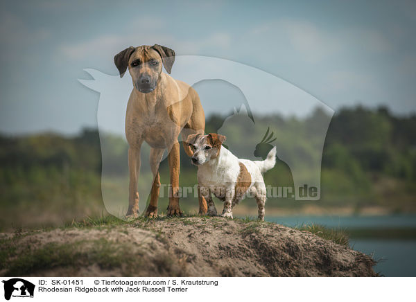 Rhodesian Ridgeback mit Jack Russell Terrier / Rhodesian Ridgeback with Jack Russell Terrier / SK-01451