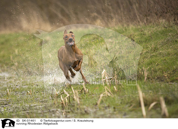 rennender Rhodesian Ridgeback / running Rhodesian Ridgeback / SK-01461