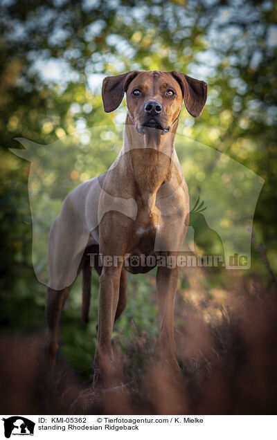 stehender Rhodesian Ridgeback / standing Rhodesian Ridgeback / KMI-05362