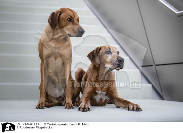 2 Rhodesian Ridgebacks / 2 Rhodesian Ridgebacks / KAM-01292