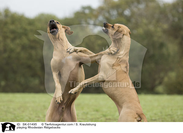 playing Rhodesian Ridgebacks / SK-01495