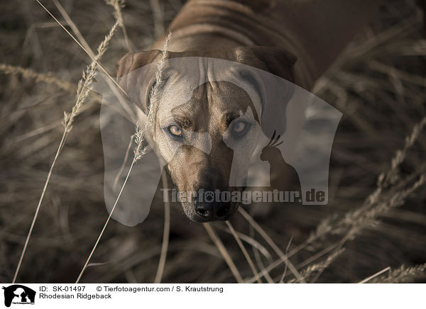 Rhodesian Ridgeback / Rhodesian Ridgeback / SK-01497