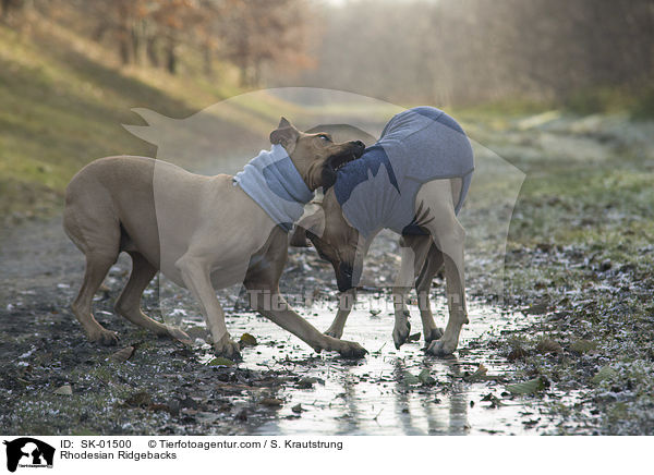 stehende Rhodesian Ridgebacks / Rhodesian Ridgebacks / SK-01500