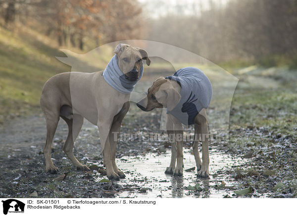 stehende Rhodesian Ridgebacks / Rhodesian Ridgebacks / SK-01501