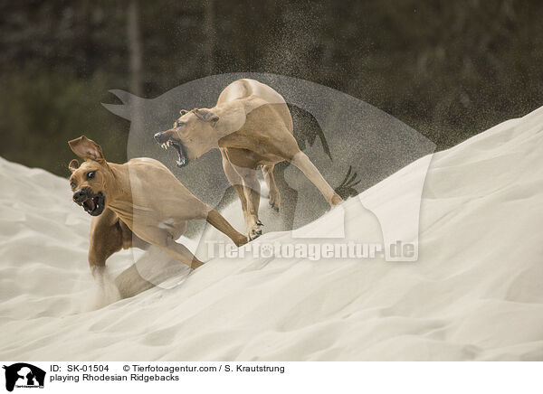 spielende Rhodesian Ridgebacks / playing Rhodesian Ridgebacks / SK-01504