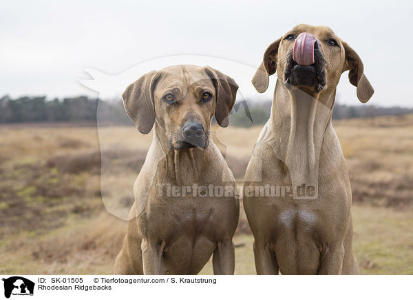 Rhodesian Ridgebacks / Rhodesian Ridgebacks / SK-01505