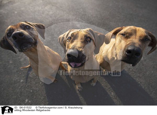 sitzende Rhodesian Ridgebacks / sitting Rhodesian Ridgebacks / SK-01522