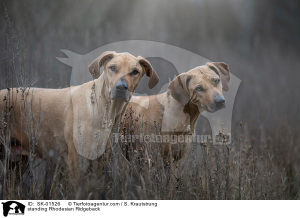 stehende Rhodesian Ridgeback / standing Rhodesian Ridgeback / SK-01526