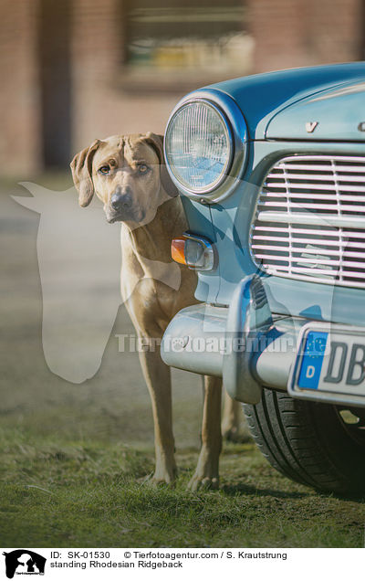 stehender Rhodesian Ridgeback / standing Rhodesian Ridgeback / SK-01530