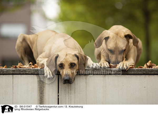 liegende Rhodesian Ridgebacks / lying Rhodesian Ridgebacks / SK-01547