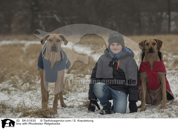 Junge mit Rhodesian Ridgebacks / boy with Rhodesian Ridgebacks / SK-01635