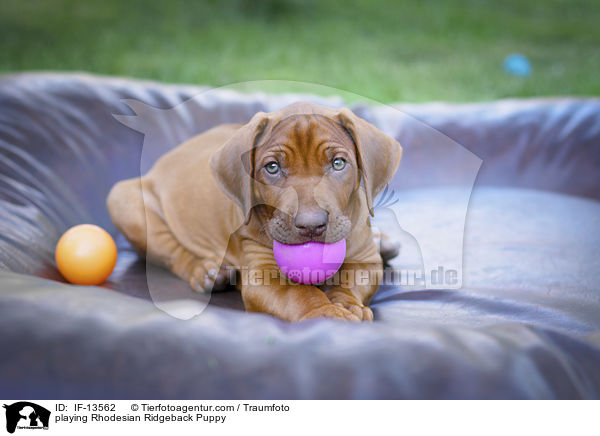 spielender Rhodesian Ridgeback Welpe / playing Rhodesian Ridgeback Puppy / IF-13562