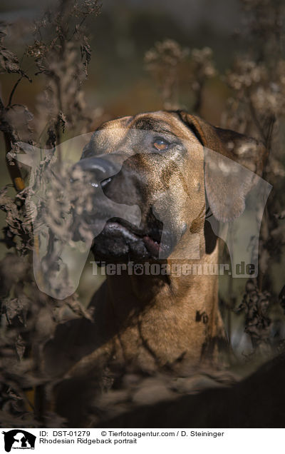 Rhodesian Ridgeback Portrait / Rhodesian Ridgeback portrait / DST-01279