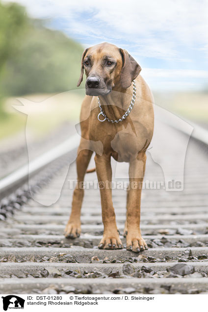 stehender Rhodesian Ridgeback / standing Rhodesian Ridgeback / DST-01280