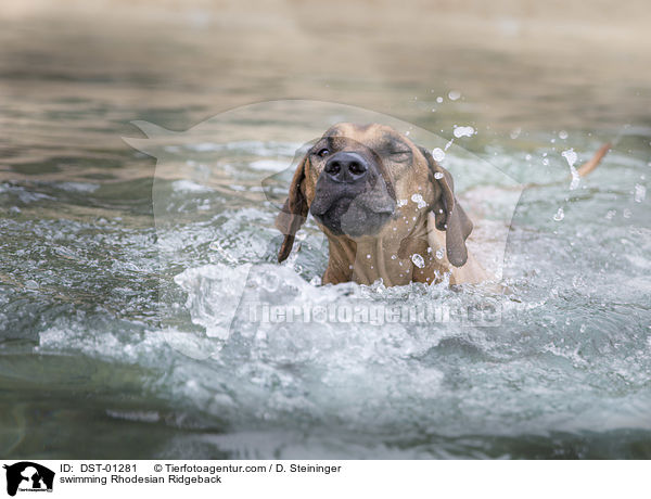 schwimmender Rhodesian Ridgeback / swimming Rhodesian Ridgeback / DST-01281