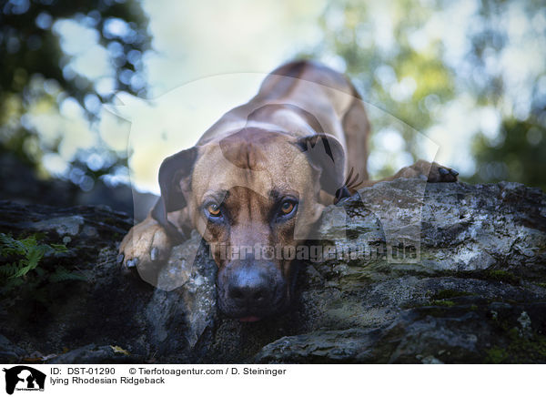 liegender Rhodesian Ridgeback / lying Rhodesian Ridgeback / DST-01290