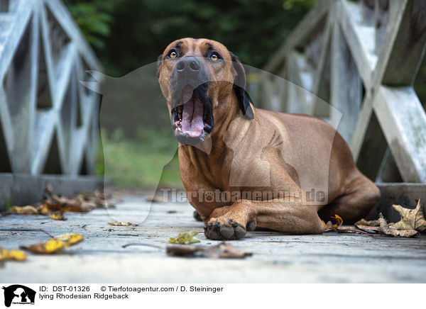 liegender Rhodesian Ridgeback / lying Rhodesian Ridgeback / DST-01326