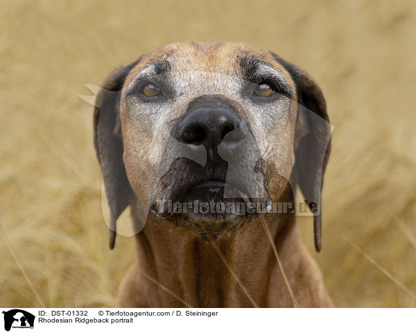 Rhodesian Ridgeback Portrait / Rhodesian Ridgeback portrait / DST-01332