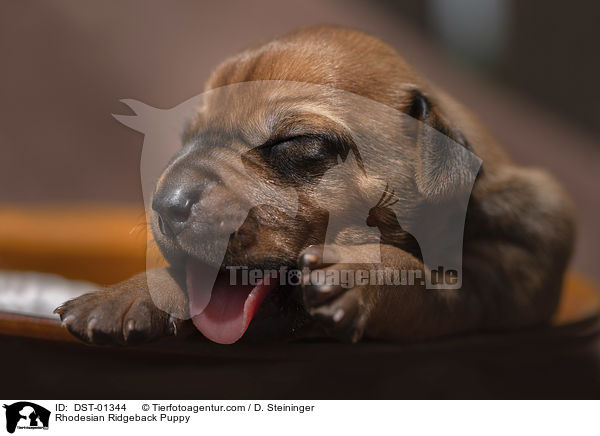 Rhodesian Ridgeback Welpe / Rhodesian Ridgeback Puppy / DST-01344