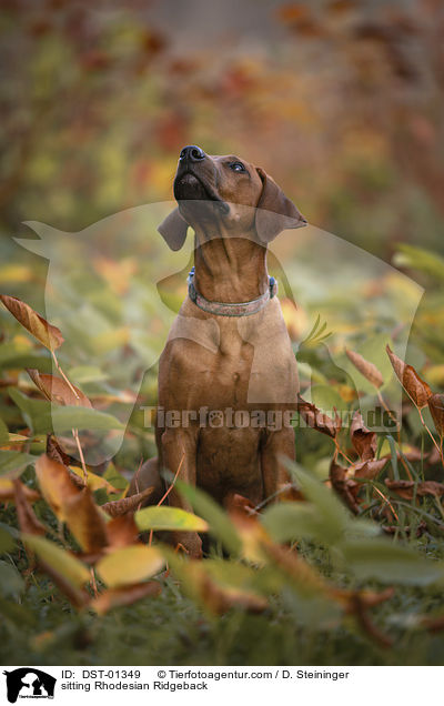 sitzender Rhodesian Ridgeback / sitting Rhodesian Ridgeback / DST-01349