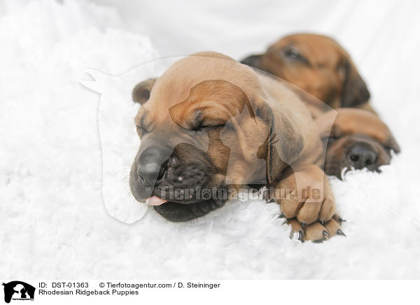 Rhodesian Ridgeback Welpen / Rhodesian Ridgeback Puppies / DST-01363