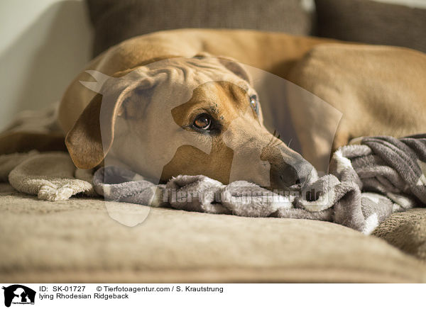 liegender Rhodesian Ridgeback / lying Rhodesian Ridgeback / SK-01727