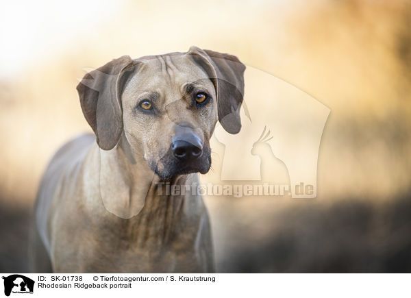 Rhodesian Ridgeback Portrait / Rhodesian Ridgeback portrait / SK-01738