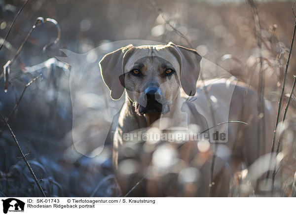 Rhodesian Ridgeback Portrait / Rhodesian Ridgeback portrait / SK-01743