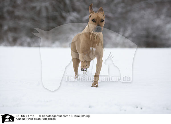 rennender Rhodesian Ridgeback / running Rhodesian Ridgeback / SK-01746