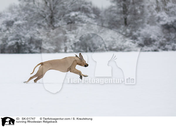 rennender Rhodesian Ridgeback / running Rhodesian Ridgeback / SK-01747