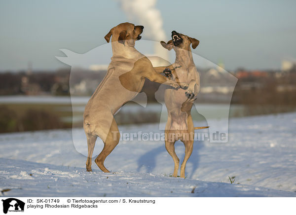 spielende Rhodesian Ridgebacks / playing Rhodesian Ridgebacks / SK-01749