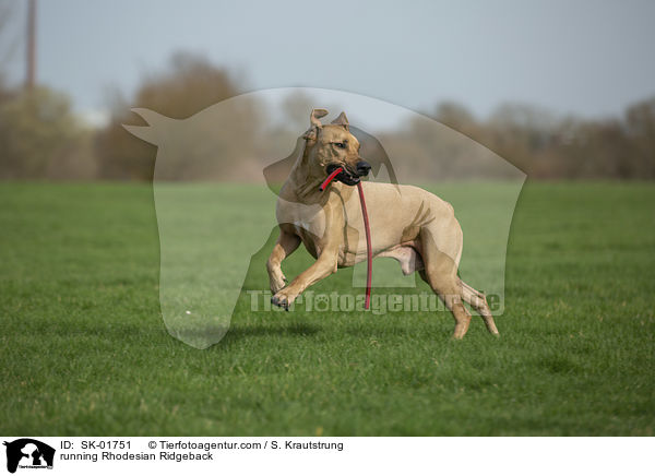 rennender Rhodesian Ridgeback / running Rhodesian Ridgeback / SK-01751