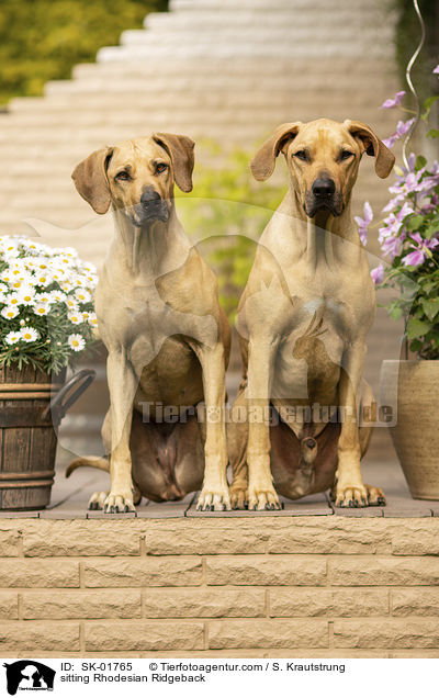 sitzende Rhodesian Ridgeback / sitting Rhodesian Ridgeback / SK-01765