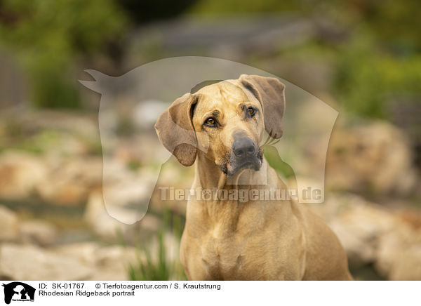 Rhodesian Ridgeback Portrait / Rhodesian Ridgeback portrait / SK-01767