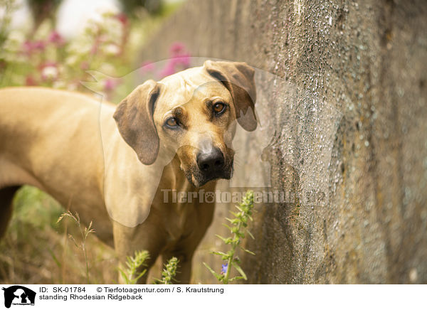 stehender Rhodesian Ridgeback / standing Rhodesian Ridgeback / SK-01784