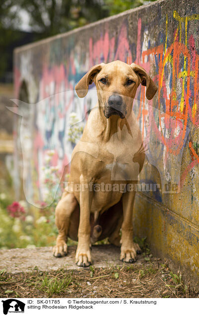 sitzender Rhodesian Ridgeback / sitting Rhodesian Ridgeback / SK-01785